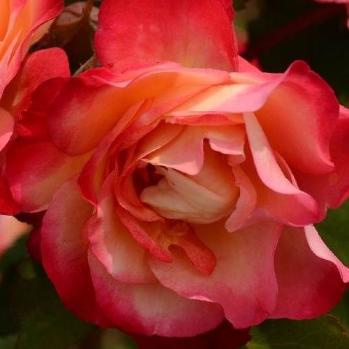 Sárga - vörös - Rózsa - Marseille en Fleurs - Online rózsa vásárlás